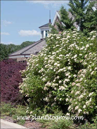 Northern Burgundy Viburnum (Viburnum dentatum)
Very large shrubs